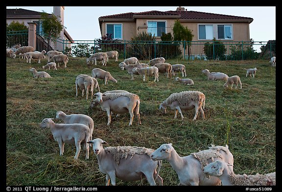 Sheep and suburban hones, Silver Creek. San Jose, California, USA (color)
