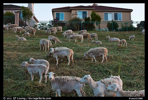 Sheep and suburban hones, Silver Creek. San Jose, California, USA