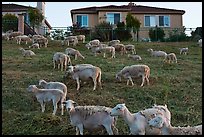 Sheep and suburban hones, Silver Creek. San Jose, California, USA (color)