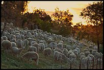 Sheep at sunset, Silver Creek. San Jose, California, USA (color)