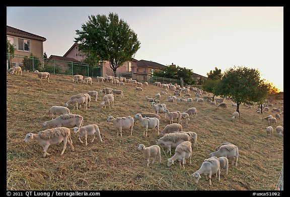 Sheep on slope below residences, Silver Creek. San Jose, California, USA