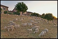 Sheep on slope below residences, Silver Creek. San Jose, California, USA