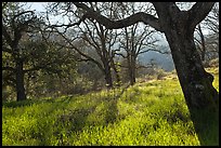 Trees in early spring, Almaden Quicksilver Park. San Jose, California, USA ( color)