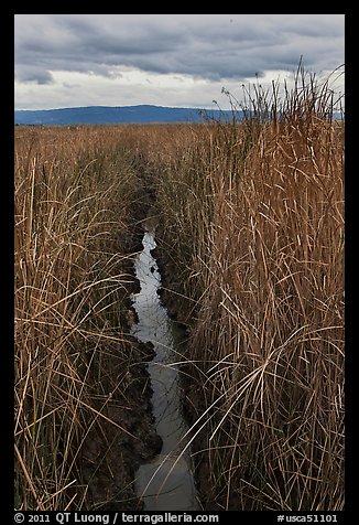 Narrow creek and tall grasses, Alviso. San Jose, California, USA (color)