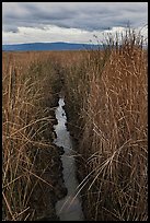 Narrow creek and tall grasses, Alviso. San Jose, California, USA