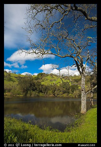 Pond, early spring, Joseph Grant Park. San Jose, California, USA
