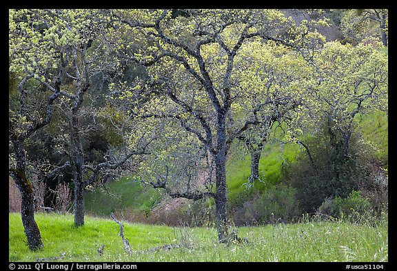 Trees, early spring, Joseph Grant Park. San Jose, California, USA (color)