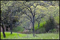 Trees, early spring, Joseph Grant Park. San Jose, California, USA (color)