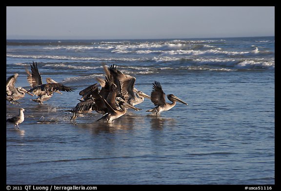 Pelicans, Scott Creek Beach. California, USA (color)