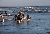 Pelicans, Scott Creek Beach. California, USA (color)