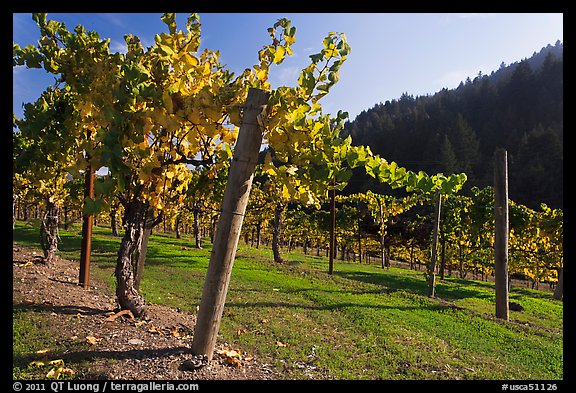 Savannah-Chanelle Vineyards, Santa Cruz Mountains. California, USA (color)