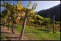 Savannah-Chanelle Vineyards, Santa Cruz Mountains. California, USA ( color)