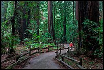 Visitor in redwood forest. Muir Woods National Monument, California, USA (color)