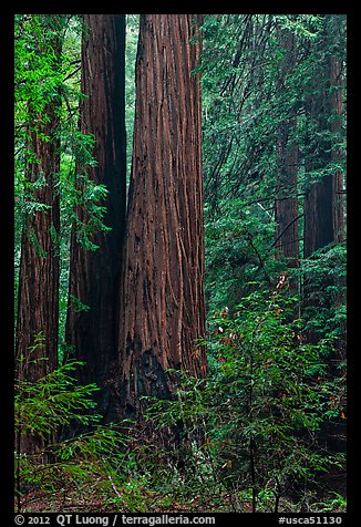 Redwoods and lush undergrowth. Muir Woods National Monument, California, USA