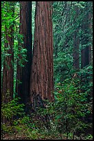 Redwoods and lush undergrowth. Muir Woods National Monument, California, USA (color)