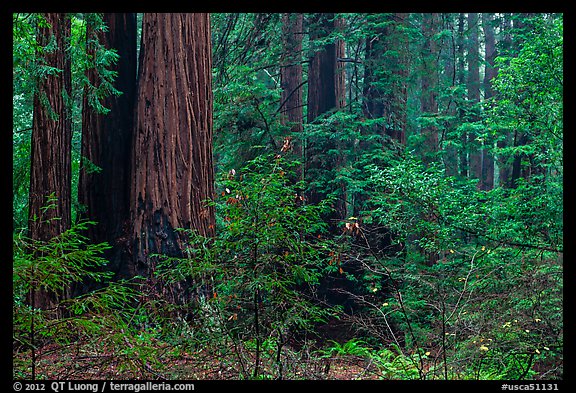 Lush redwood forest. Muir Woods National Monument, California, USA (color)