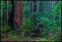 Lush redwood forest. Muir Woods National Monument, California, USA (color)