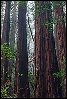 Tall redwood trees in fog. Muir Woods National Monument, California, USA (color)