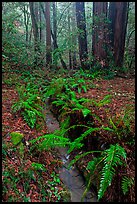 Tiny stream and ferns. Muir Woods National Monument, California, USA (color)