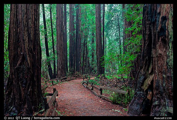Trail through Cathedral Grove. Muir Woods National Monument, California, USA (color)