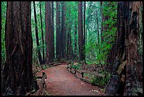 Trail through Cathedral Grove. Muir Woods National Monument, California, USA ( color)