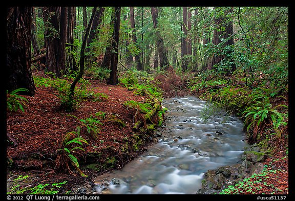 Stream in redwood forest. Muir Woods National Monument, California, USA (color)