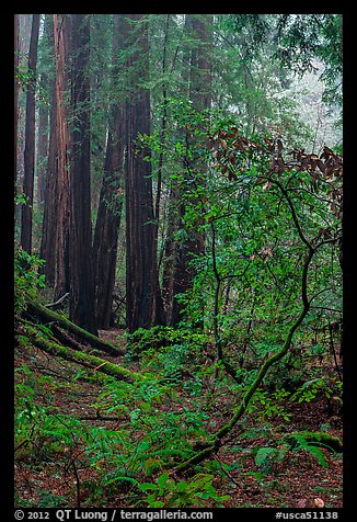 Fog. Muir Woods National Monument, California, USA