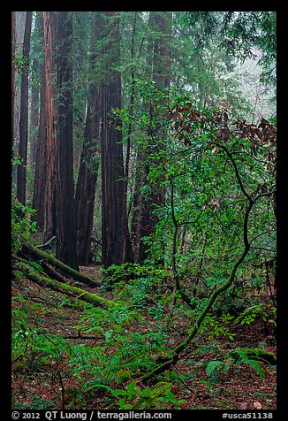 Fog. Muir Woods National Monument, California, USA (color)