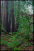 Fog. Muir Woods National Monument, California, USA (color)