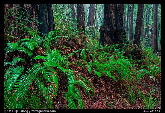 Ferns and redwood trees. Muir Woods National Monument, California, USA (color)