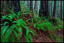 Ferns and redwood trees. Muir Woods National Monument, California, USA (color)