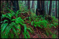 Ferns and redwood trees. Muir Woods National Monument, California, USA (color)