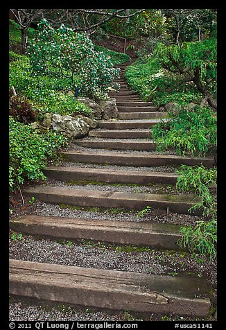 Uphill path, Hakone gardens. Saragota,  California, USA (color)