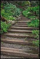 Uphill path, Hakone gardens. Saragota,  California, USA (color)