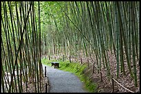 Path in bamboo forest. Saragota,  California, USA