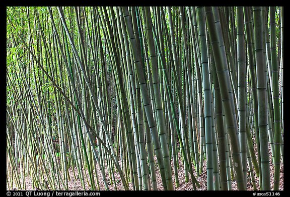 Bamboo grove. Saragota,  California, USA (color)