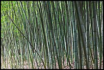 Bamboo grove. Saragota,  California, USA (color)