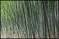 Bamboo grove. Saragota,  California, USA