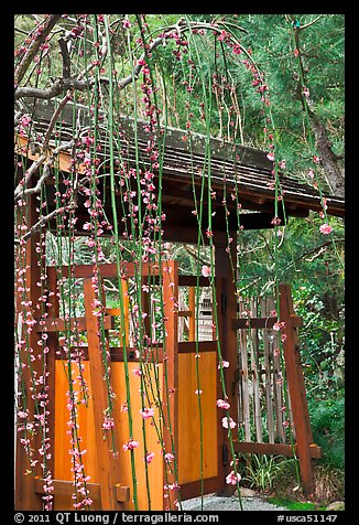 Gate and blossoms. Saragota,  California, USA