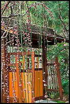 Gate and blossoms. Saragota,  California, USA (color)