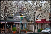 Main street in spring. Saragota,  California, USA (color)