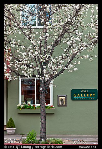 Tree in bloom and art gallery. Saragota,  California, USA