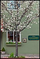 Tree in bloom and art gallery. Saragota,  California, USA ( color)