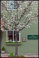 Tree in bloom and art gallery. Saragota,  California, USA