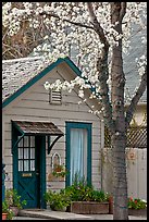 Tree in bloom and house. Saragota,  California, USA ( color)
