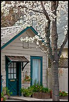 Tree in bloom and house. Saragota,  California, USA