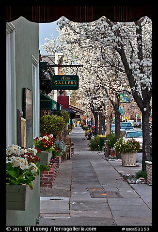 Sidewalk framed by blooming trees. Saragota,  California, USA