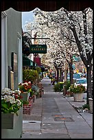 Sidewalk framed by blooming trees. Saragota,  California, USA (color)