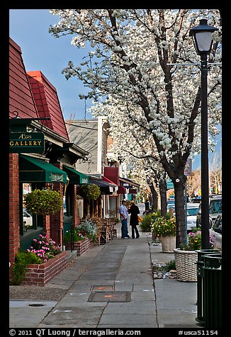 Sidewalk with blossoms. Saragota,  California, USA (color)