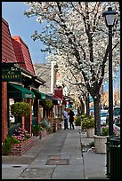 Sidewalk with blossoms. Saragota,  California, USA ( color)
